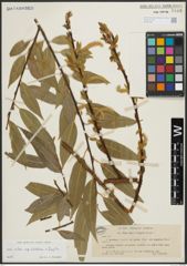 Foto von Salix alba subsp. vitellina (L.) Arcang. x Salix fragilis L.